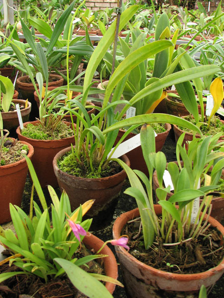 Masdevallia royii.jpg