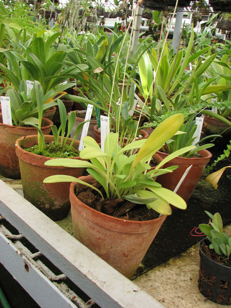 Masdevallia notosibirica.jpg