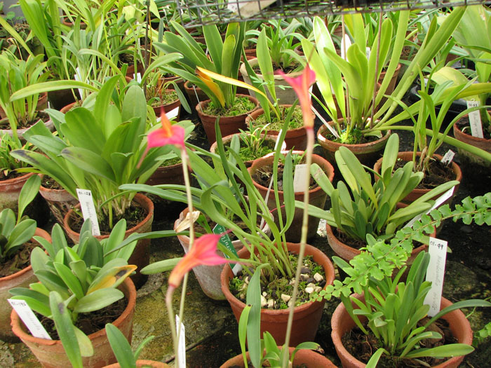Masdevallia notosibirica 1.jpg