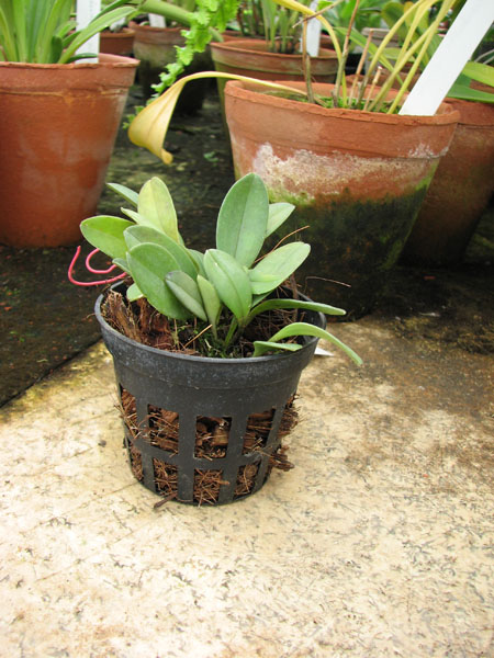 Masdevallia asterotricha.jpg