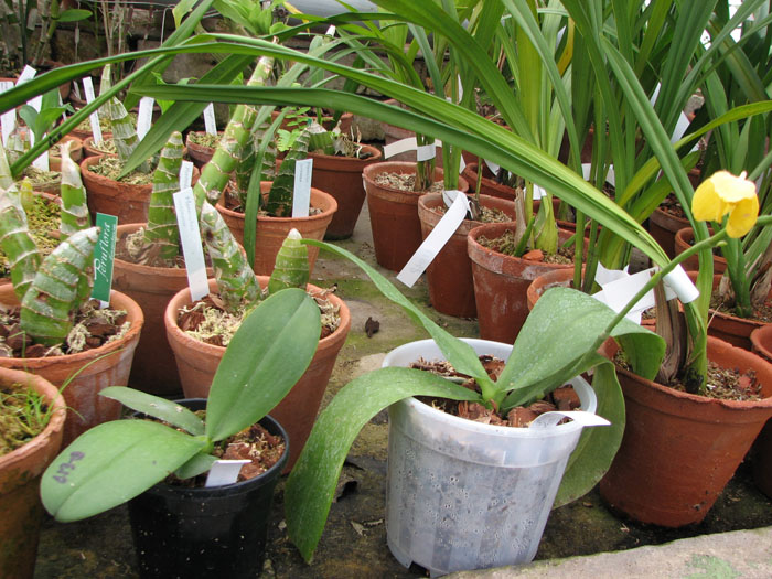yellow phal.jpg
