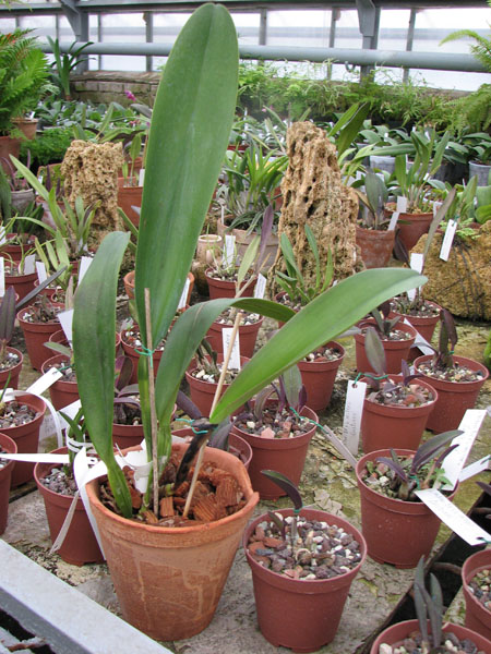 Laeliocattleya Tyl Belle Fantasy.jpg