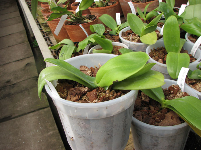 Phalaenopsis Su-An Cricket.jpg