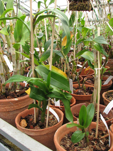 Dendrobium Dawn Maree.jpg