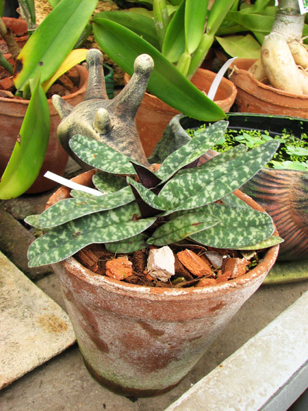 Paphiopedilum concolor 1.jpg