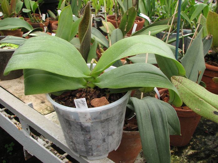 Doritaenopsis Tying- Shin Champion Cinnamon.jpg