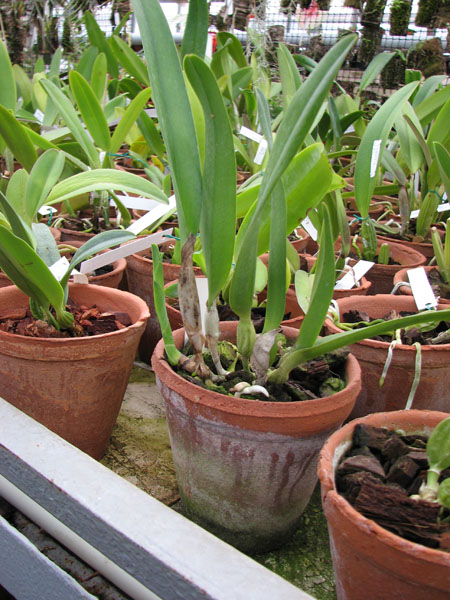 Laelia lobata alba.jpg