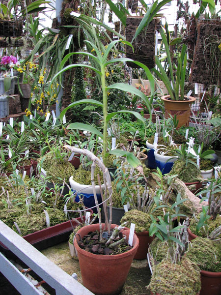 Dendrobium wardianum 4.jpg