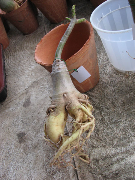 Adenium RCN Double Flower.jpg