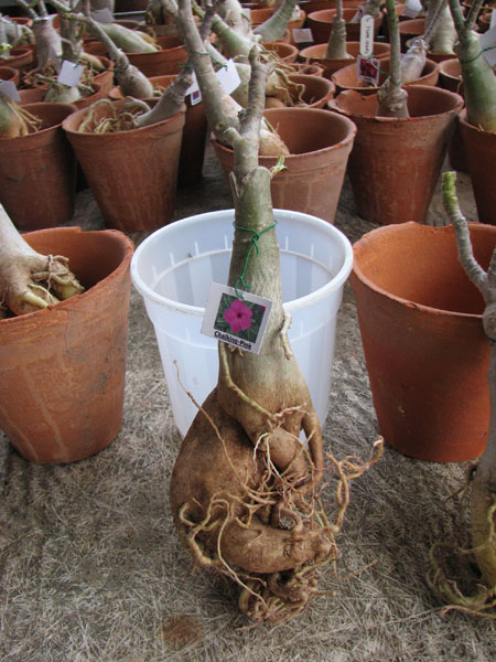 Adenium Chalking Pink.jpg