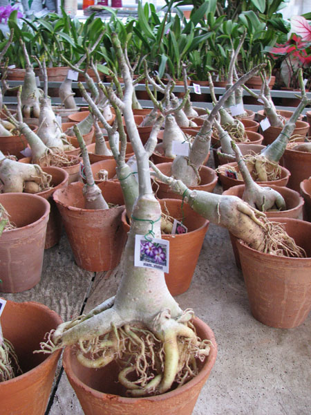 Adenium Siam Violet.jpg