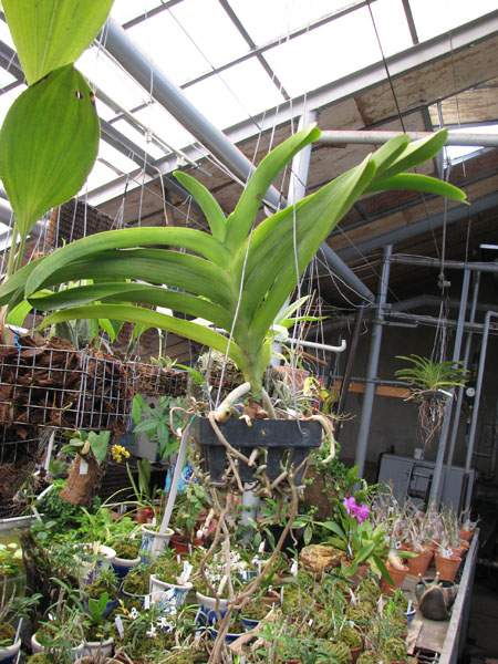 Ascocenda Duangchai Pusawat x Vanda Charles Goodfellow.jpg