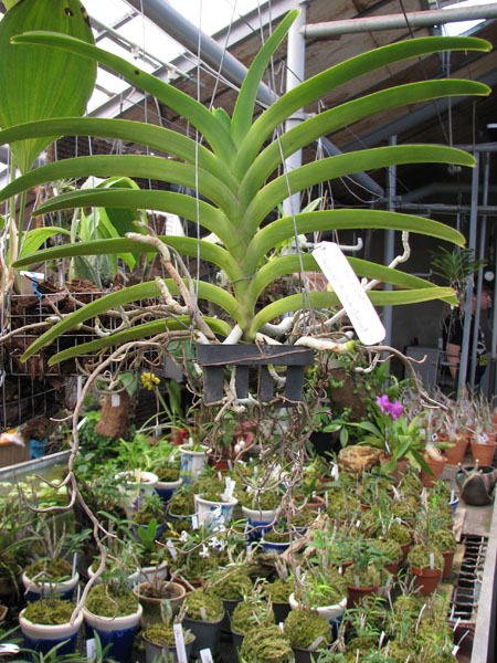 Ascocenda Carmine Spot x Vanda Pranermprai - Ascocenda Phairot.jpg