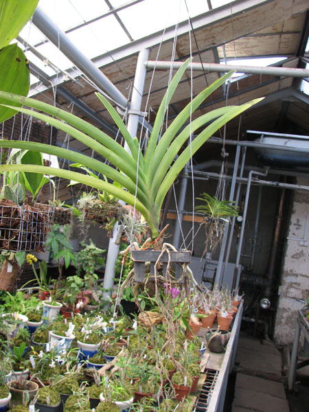 Ascocenda Krailerk x Vanda Dr Anek x Ascocenda Yip Sum Wah.jpg