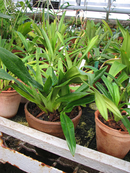 Phragmipedium kovachii x schlimii.jpg