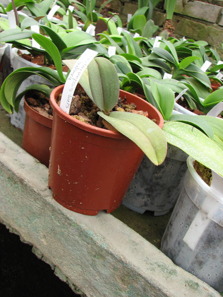 Doritaenopsis Lius Sakura.jpg