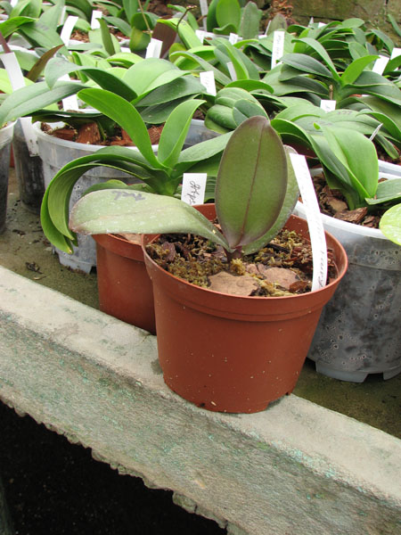 Doritaenopsis Jiuhbao Fairy.jpg