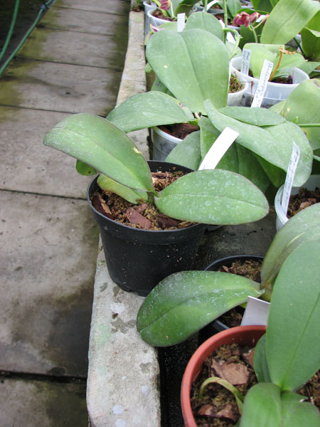 Doritaenopsis IHsin Golden Prince.jpg