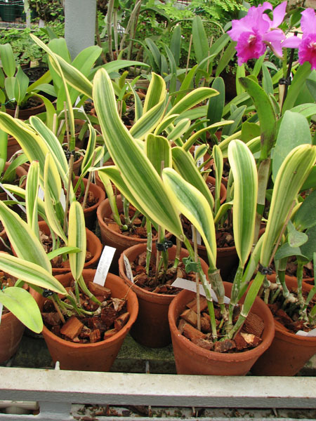 Cattleya Sedlescombe Variegated.jpg