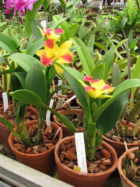 Potinara Burana Beauty Burana.jpg