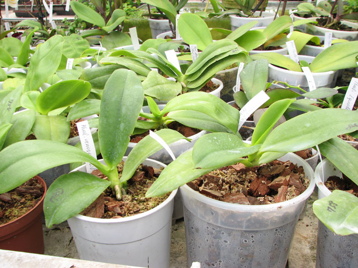 Phalaenopsis venosa.jpg