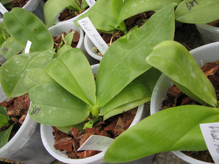 Phalaenopsis Princess Kaiulani.jpg