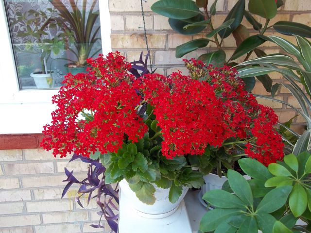 Kalanchoe_blossfeldiana_ красное3.jpg