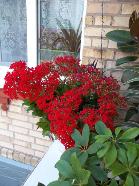 Kalanchoe_blossfeldiana_ красное4.jpg