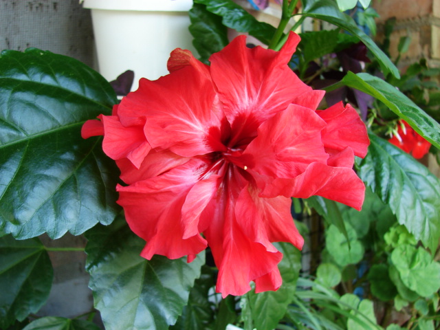 DSC00508.JPG