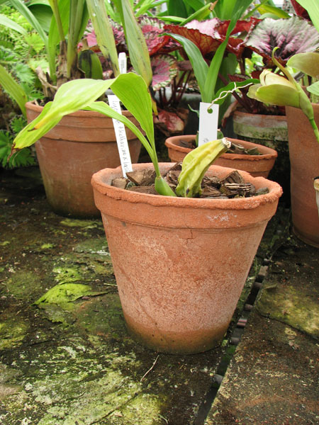 Lycaste Anna Katharina × lasioglossa.jpg