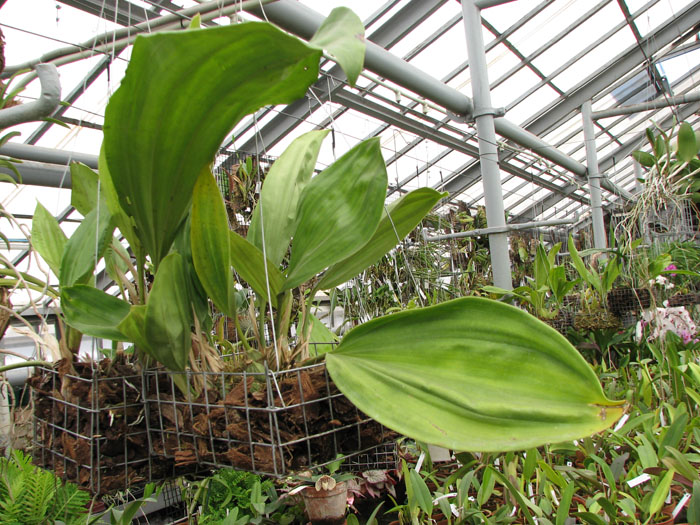 Stanhopea stevensonii.jpg