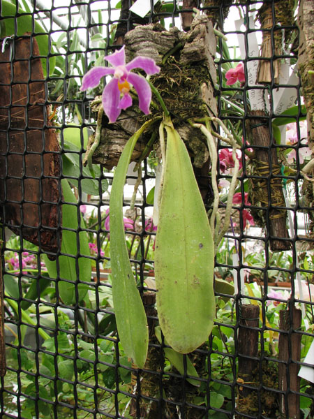 Phalaenopsis lueddemanniana var delicata.jpg