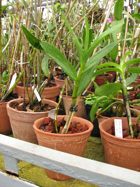 Dendrobium Super Dream Flame.jpg