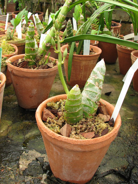 Mormodes rolfeana.jpg