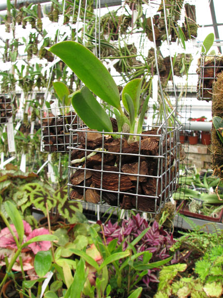 Laelia alaori x sincorana 2.jpg