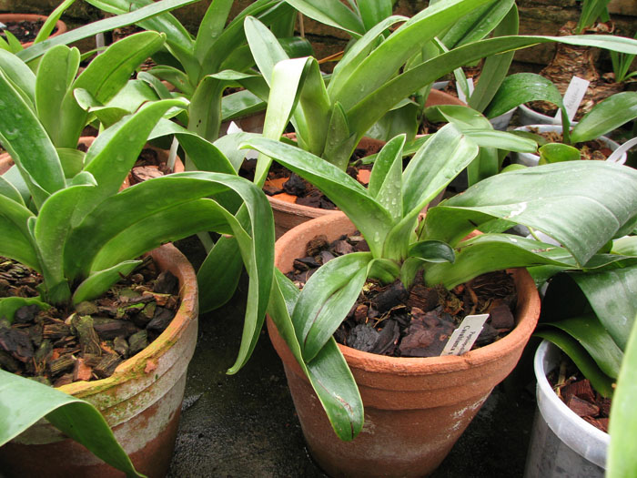 Paphiopedilum Casablanca x Mingo.jpg