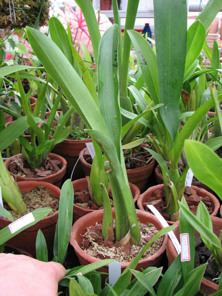 Brassia Enteral Wind Summer Dream 1.jpg