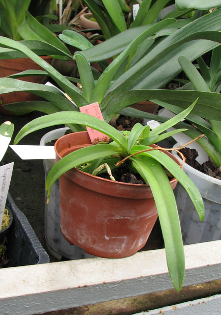 Sarcochilus Fitzhart fitzgeraldii x hartmannii.jpg