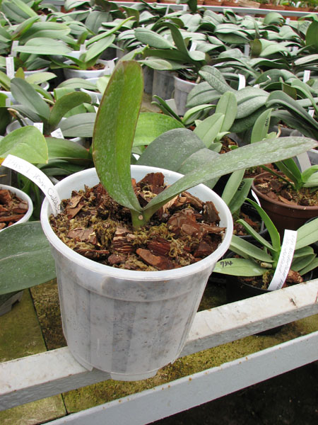 Doritaenopsis I-Hsin Golden Prince.jpg