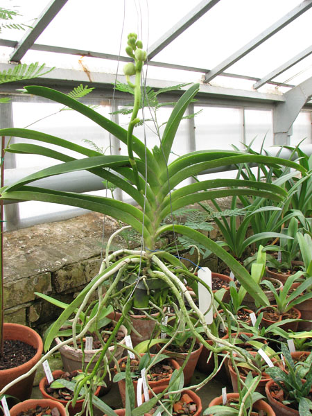 Ascocenda Krailerk White x Ascocenda Chaiya.jpg