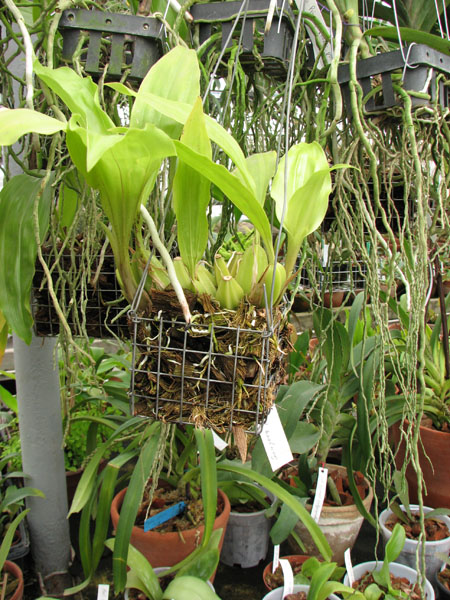 Gongora quinquenervis.jpg