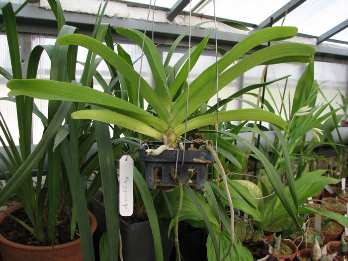 Rhynchostylis gigantea spot.jpg