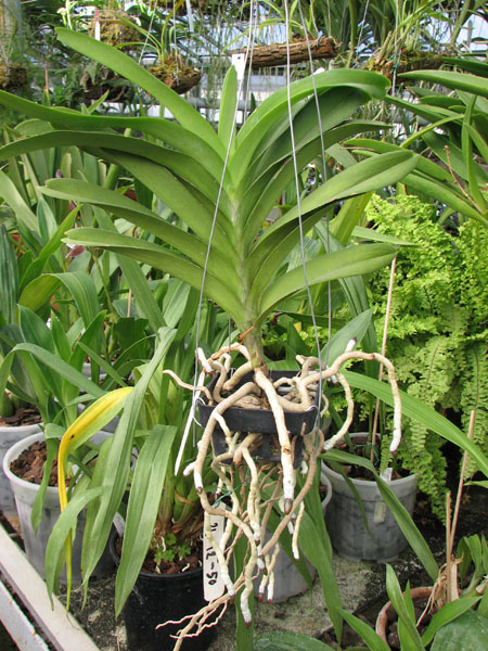 Vanda Manuel Torres 1.jpg