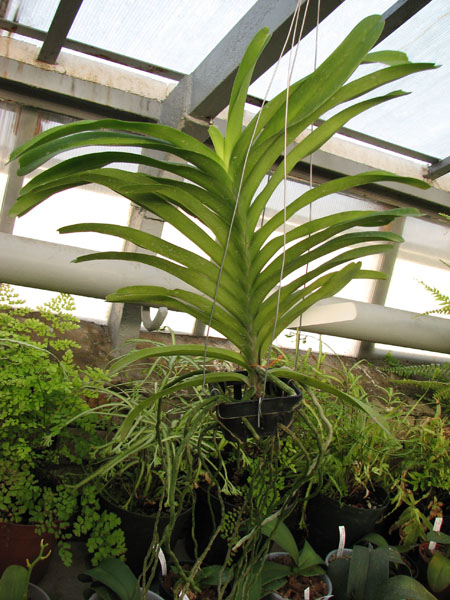 Vanda Sansai Blue.jpg