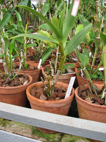 Dendrobium Oriental Smile.jpg