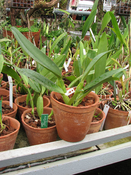 Laeliocattleya Tyl Belle Fantasy 1.jpg