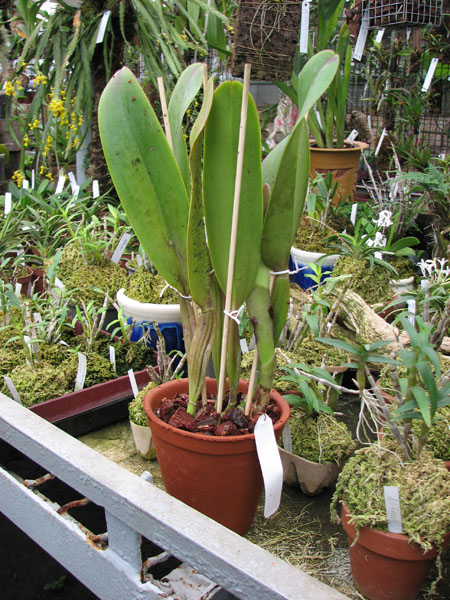 Brassolaeliocattleya Lucky Strike Golden Ring.jpg