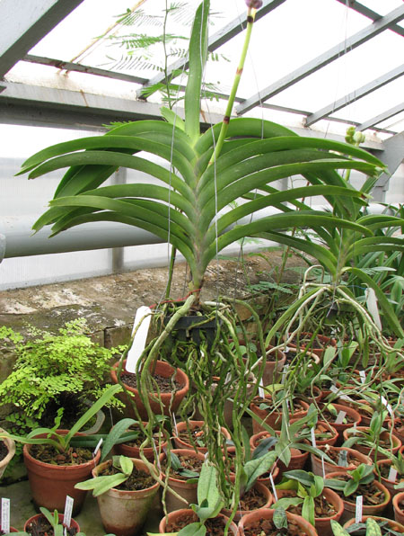 Vanda Rose Davis x Vanda Dr Anek.jpg