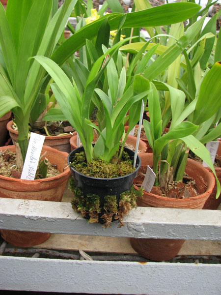 Oncidium Twinkle CT Delight.jpg