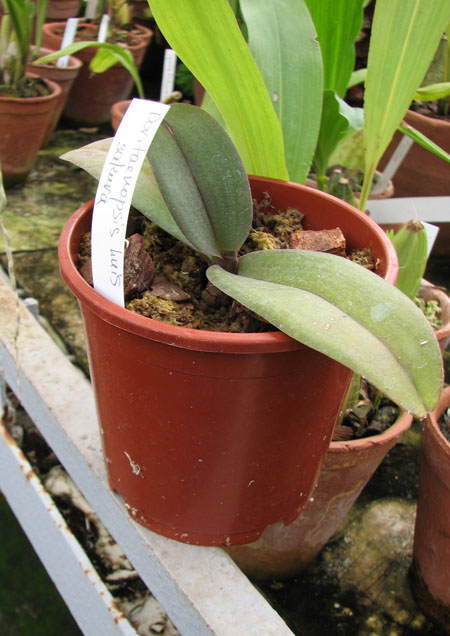Doritaenopsis Lius Sakura 1.jpg